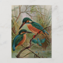 Postal Ilustracion de pájaro de veintage
