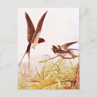Postal Ilustracion de pájaro deglutido