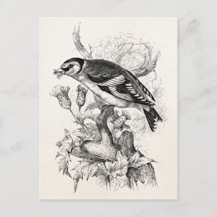 Postal Ilustracion de pájaro Goldfinch Vintage de los año