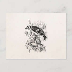 Postal Ilustración de pájaro jilguero dorado de la época