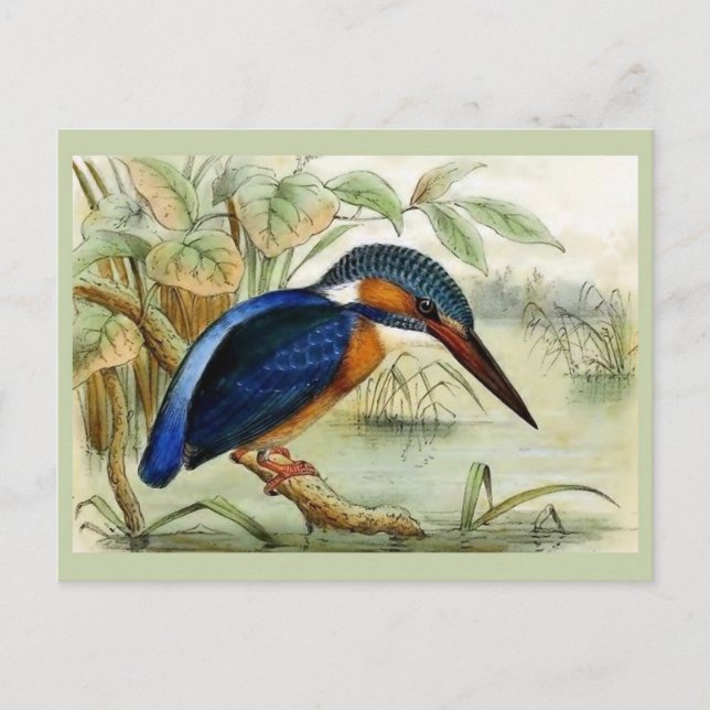 Postal Ilustracion de pájaro Kingfisher Vintage (Anverso)