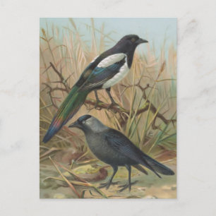 Postal Ilustracion de pájaro magpie y Jackdaw Vintage