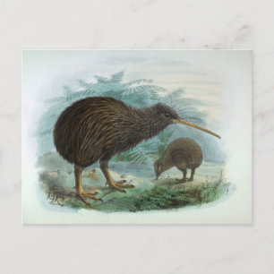 Postal Ilustracion de pájaro marrón kiwi de la Isla del N