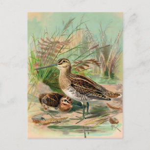 Postal Ilustracion de pájaro negro vintage