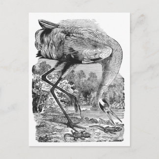 Postal Ilustracion de pájaro vintage | BW | Crana de Whoo