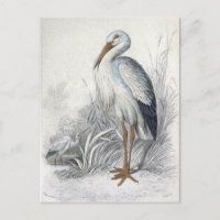 Ilustracion de pájaro vintage de la cigüeña blanca