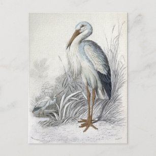 Postal Ilustracion de pájaro vintage de la cigüeña blanca