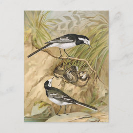 Postal Ilustracion de pájaro Vintage Pied Wagtail