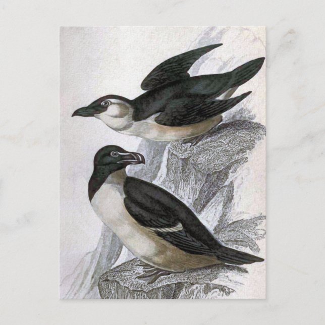 Postal Ilustracion de pájaro Vintage Razorbill (Anverso)