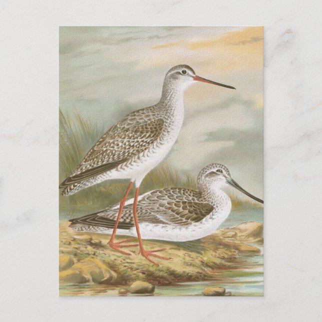 Postal ilustracion de pájaro vintage "Redshank" (Anverso)