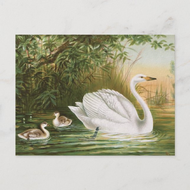 Postal ilustracion de pájaro vintage "Whooper Swan" (Anverso)