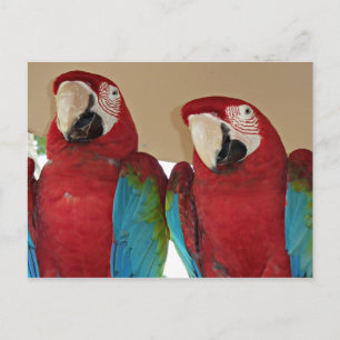 Postal Ilustración de pareja de guacamayos escarlata en l