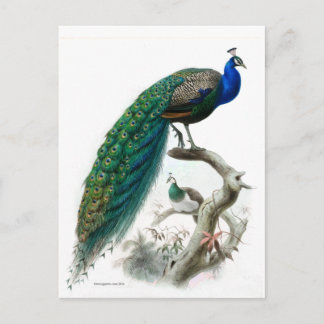 Postal Ilustracion de pavo real