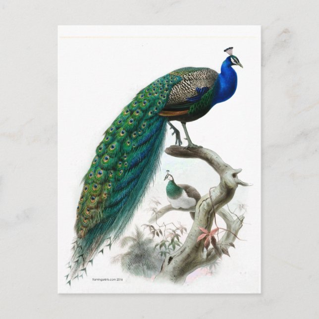 Postal Ilustracion de pavo real (Anverso)
