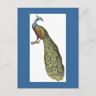 Postal Ilustracion de pavo real