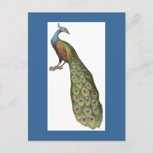 Postal Ilustracion de pavo real (Anverso)