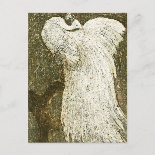 Postal Ilustracion de pavo real blanco (Anverso)