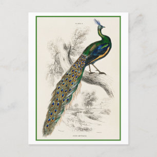 Postal Ilustracion de pavo real por Sir William Jardine