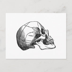 Postal Ilustracion de perfil de cráneo vintage