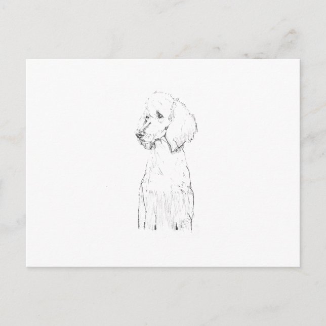 Postal Ilustración de perro Caniche Estándar (Anverso)