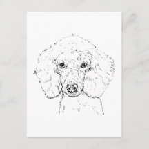 Ilustración de perro caniche lindo, dibujado a man