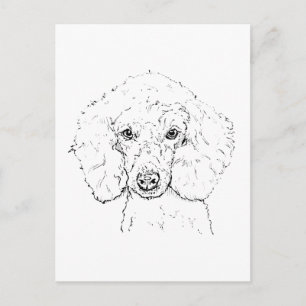 Postal Ilustración de perro caniche lindo, dibujado a man