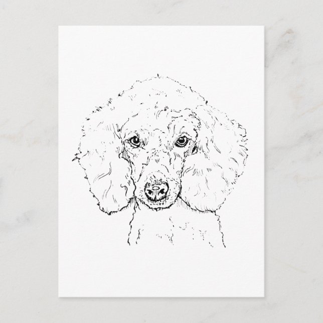 Postal Ilustración de perro caniche lindo, dibujado a man (Anverso)