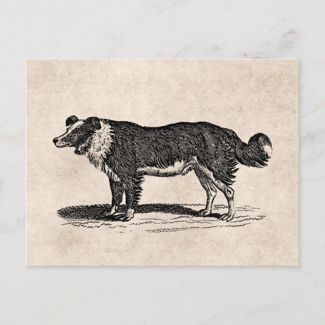 Postal Ilustracion de Perro Collie Fronterizo de los años (Anverso)