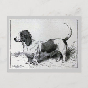 Postal ilustracion de perro vintage "Basset Hound"