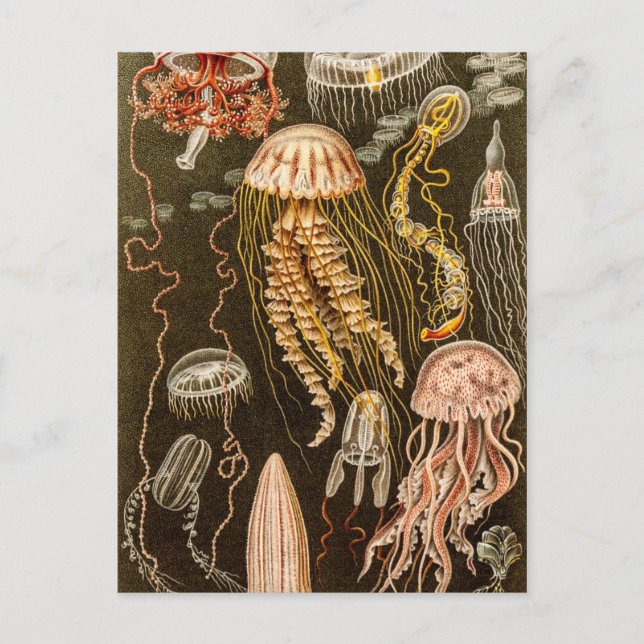 Postal Ilustracion de pescado antiguo de Jelly (Anverso)