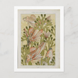 Postal Ilustracion de pescado de época