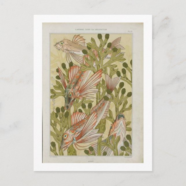 Postal Ilustracion de pescado de época (Anverso)