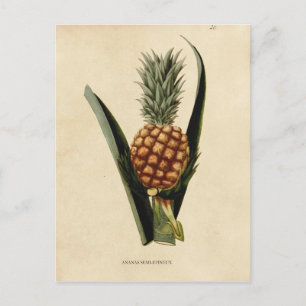 Postal Ilustracion de piña de época
