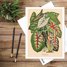 Postal Ilustración de planta de caladio multicolor
