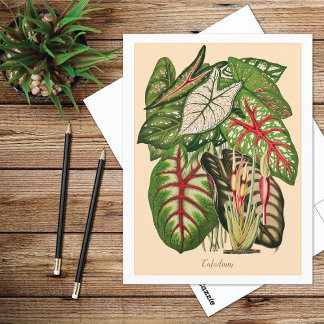 Postal Ilustración de planta de caladio multicolor