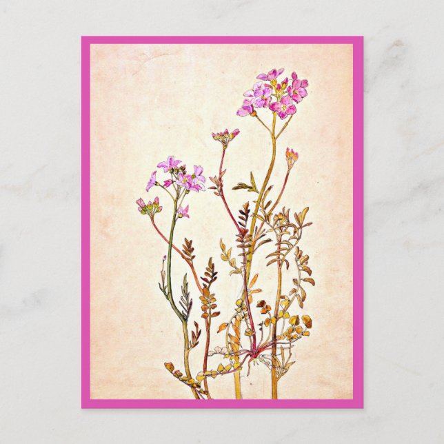 Postal Ilustracion de post-cosecha-Beatrix Potter 1 (Anverso)