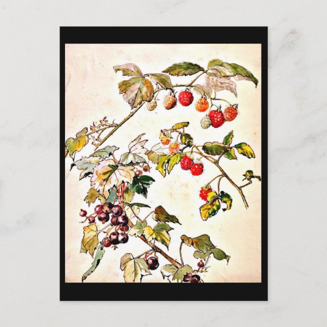 Postal Ilustracion de Postcard-Vintage-Beatrix Potter 9 (Anverso)