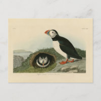 Ilustracion de Puffin de época