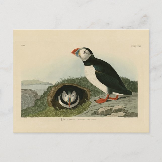 Postal Ilustracion de Puffin de época (Anverso)