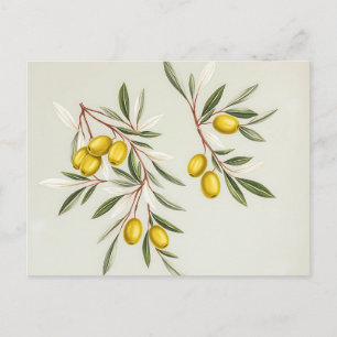 Postal Ilustración de ramas de olivo verde claro elegante