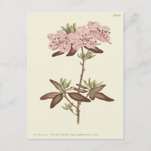Postal Ilustración de Rhododendron de hoja punteada