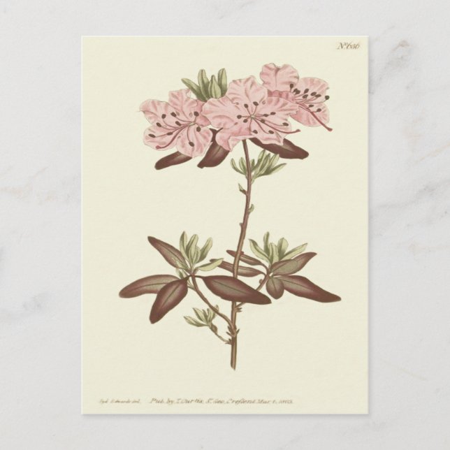 Postal Ilustración de Rhododendron de hoja punteada (Anverso)