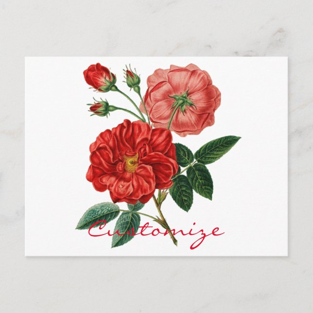 Postal Ilustracion de rosa roja vintage Thunder_Cove (Anverso)