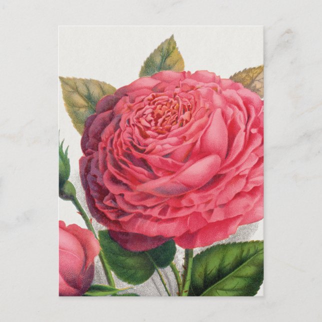 Postal Ilustración de rosa rosa vintage (Anverso)