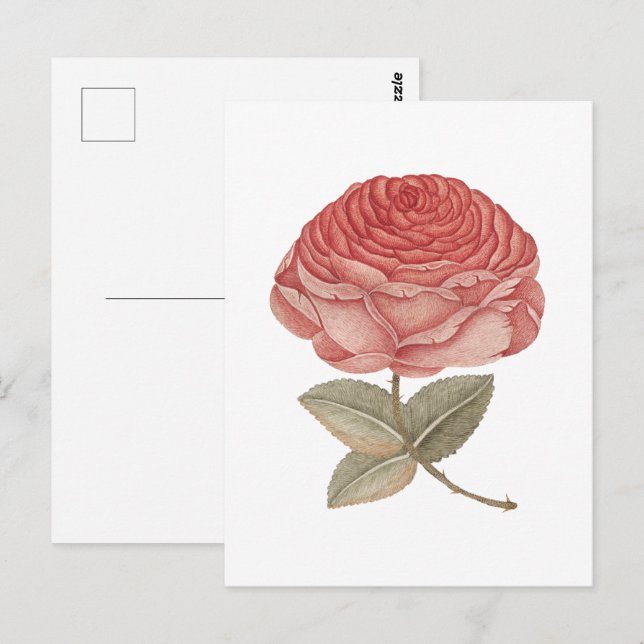 Postal ilustración de rosa rosa vintage (Anverso / Reverso)