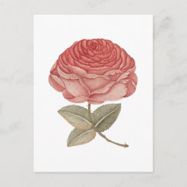 Postal ilustración de rosa rosa vintage