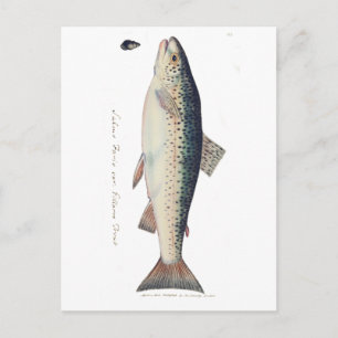 Postal Ilustracion de salmón de color