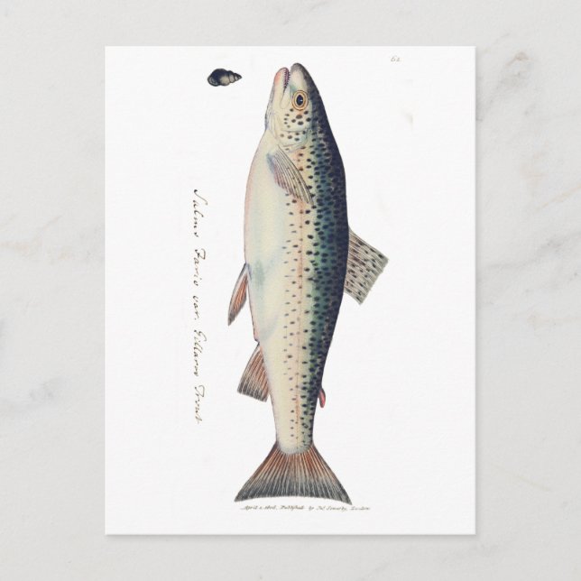 Postal Ilustracion de salmón de color (Anverso)