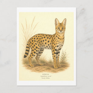 Postal Ilustración de Serval al Estilo Antiguo