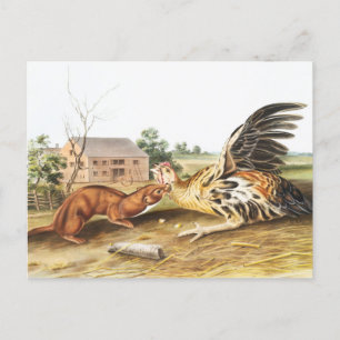 Postal Ilustracion de Tawny Weasel (Putorius fuscus)